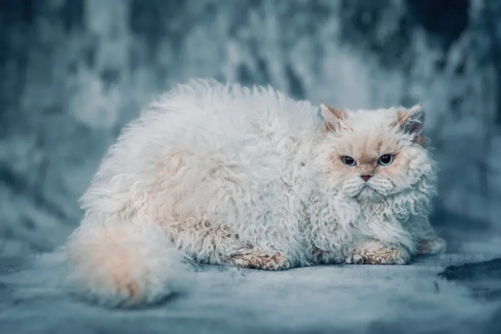 Toelettatura Selkirk Rex: Guida Completa per un Mantello Perfetto