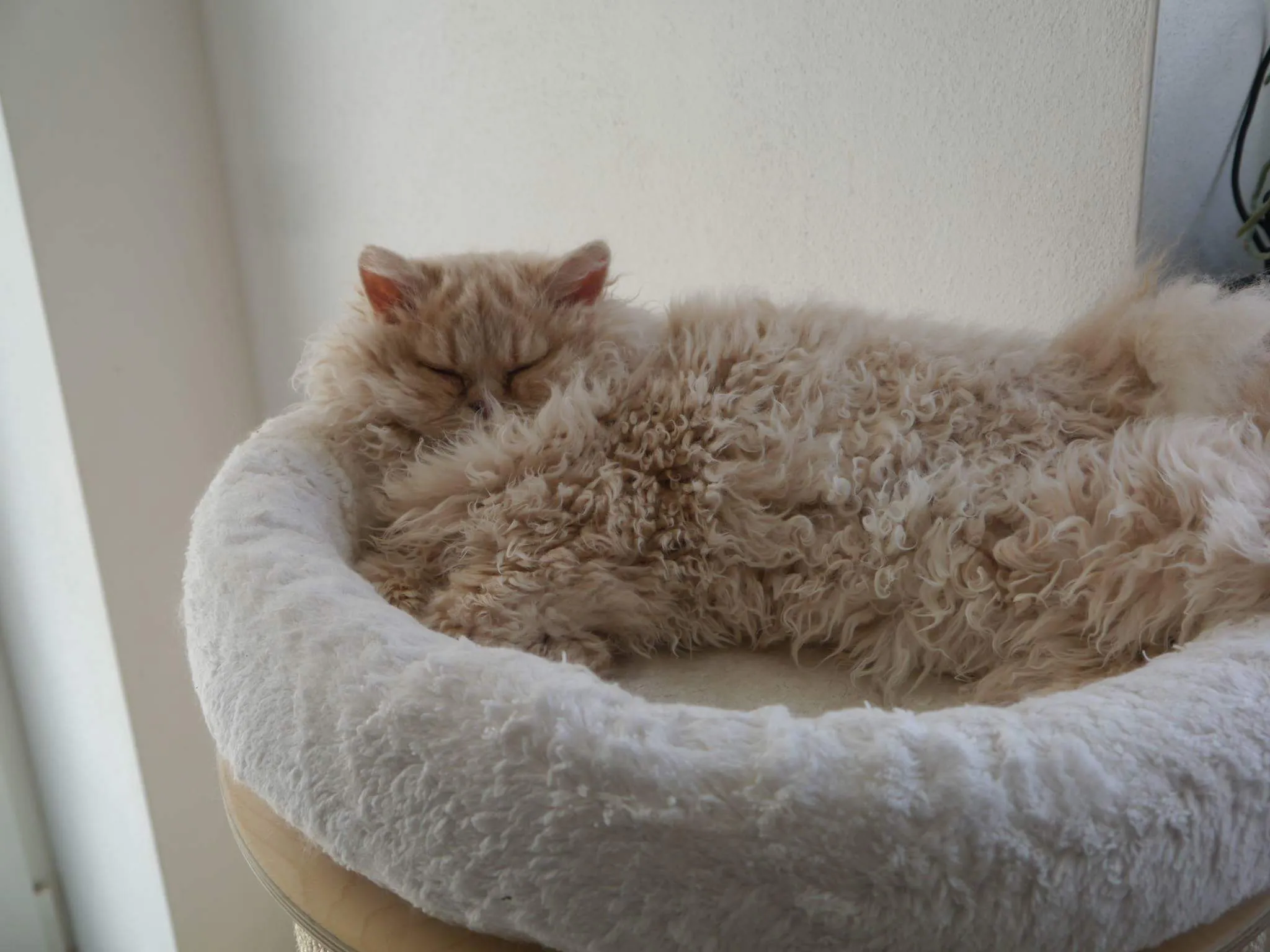 Alt Text: Un bellissimo Selkirk Rex adulto riccio, adottato dalla sua nuova famiglia e sereno su un tiragraffi.