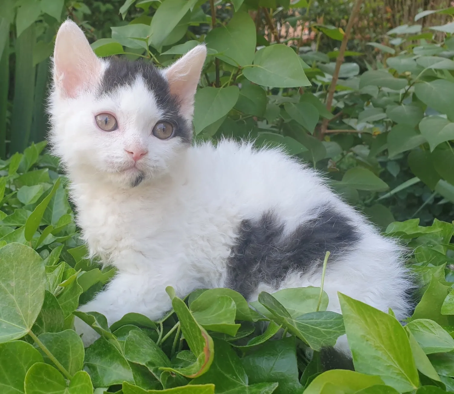 Un bellissimo esemplare di Selkirk rex a pelo corto, con sguardo intenso, in mezzo a delle piante nel nostro giardino.