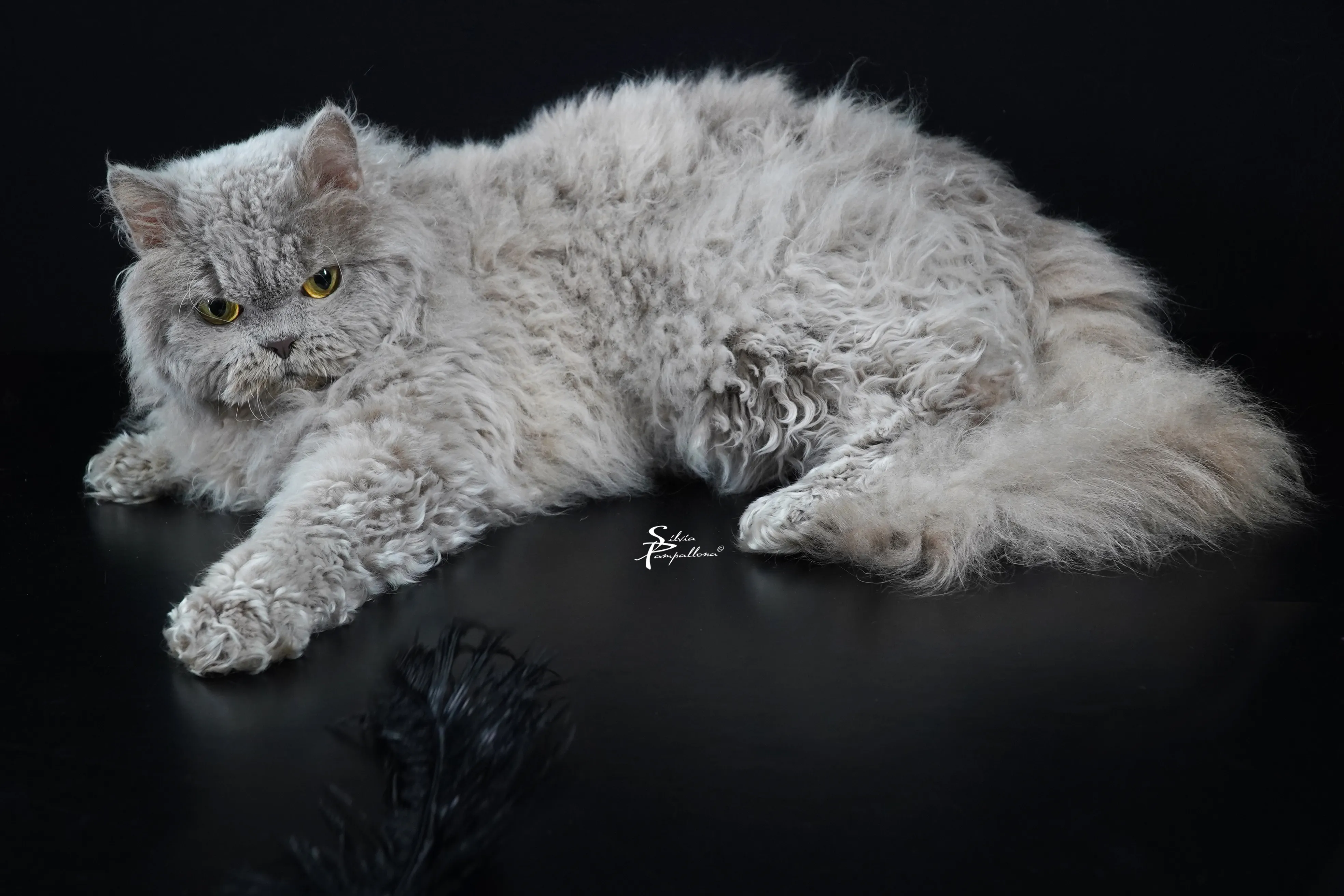 Alt Text: Un gatto Selkirk Rex con il suo bellissimo mantello riccio pulito e ben curato.