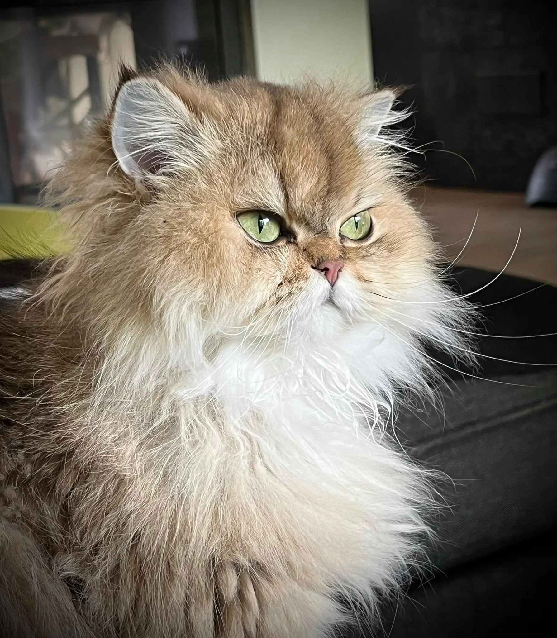 Alt Text: Ritratto ravvicinato di un Selkirk Straight dal carattere dolce e sguardo intenso.