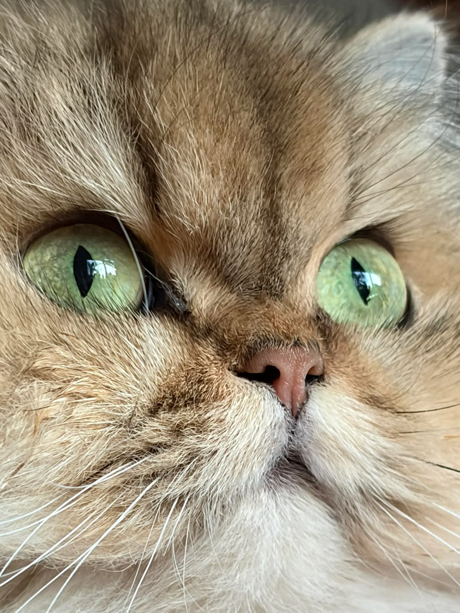 Selkirk Straight: La Dolce Eleganza del Gatto a Pelo Liscio