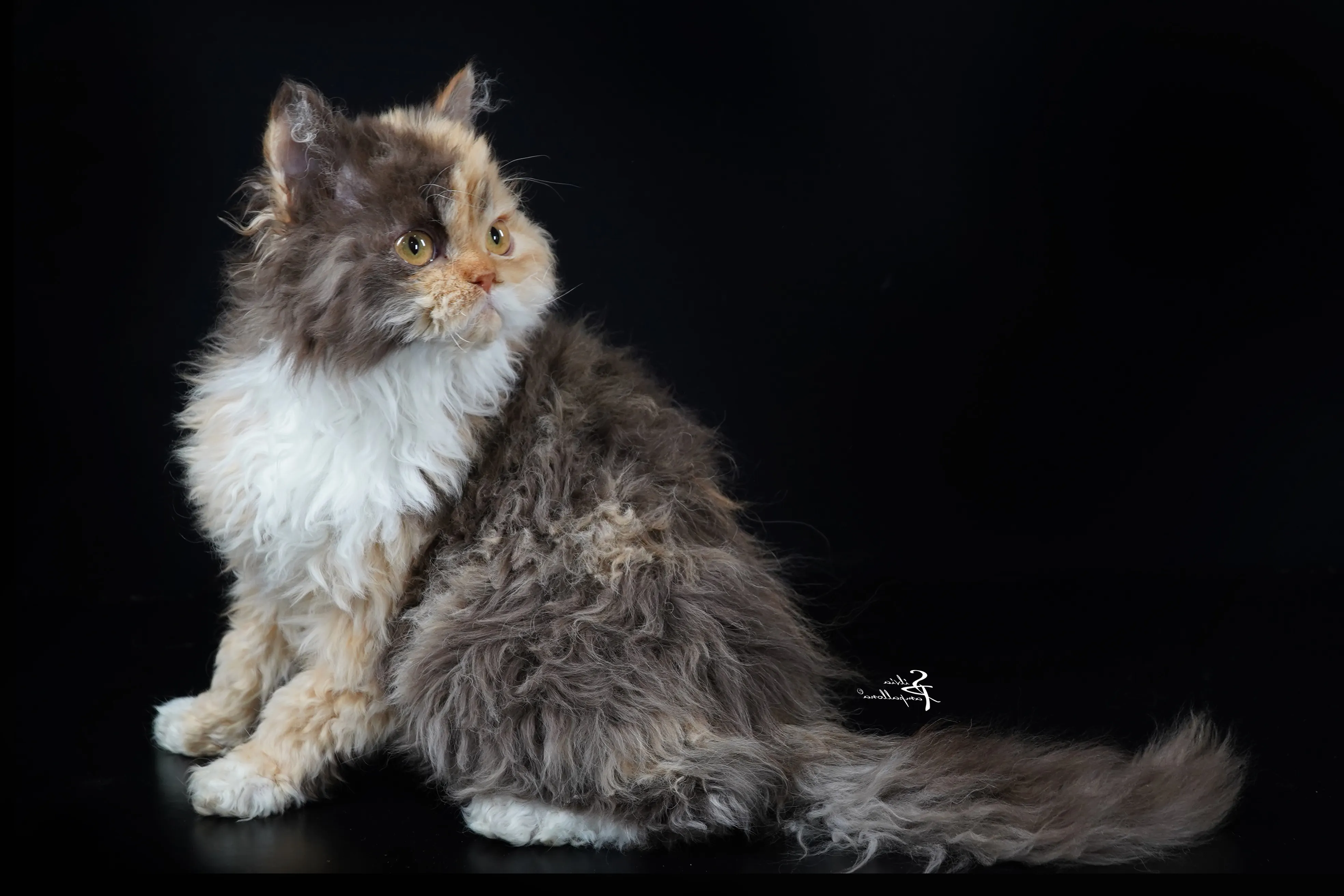 Selkirk Rex Cat