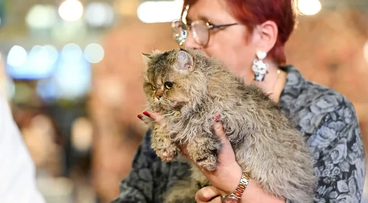 Image 1 for Aspera Basia Mariposa