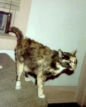 Alt Text: Miss DePesto of Noface, la prima gatta Selkirk Rex a pelo riccio esistente al mondo. 