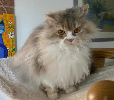 Image for SI* Rexenia Costum Made Frida  2