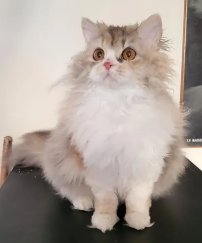 Image for SI* Rexenia Costum Made Frida  6