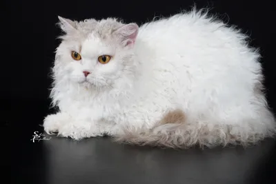 Image for SI* Rexenia Day Dreamer 3