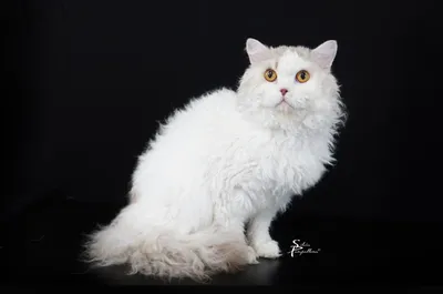 Image for SI* Rexenia Day Dreamer 7